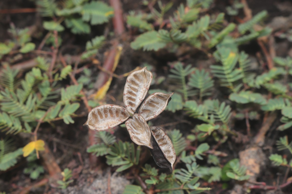 Neptunia prostrata (Lam.) Baill.